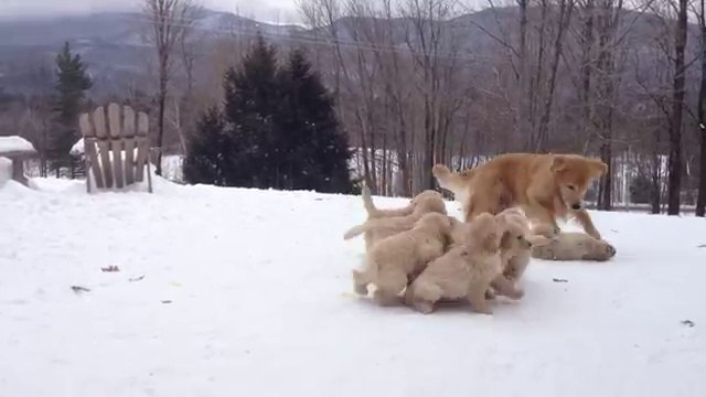 Assalto alla MAMMA...cuccioli alla Riscossa!!!