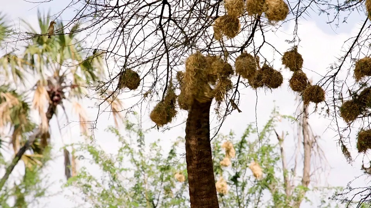 Elephants have been caught eating weaver bird nests video Dailymotion