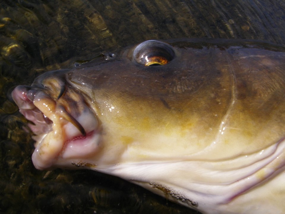 80cmの鯉が釣れるまで頑張るシリーズ　第3弾       Keep Challenging To Catch 80cm (31in) Carp, Episode 3      Desafio de Pegar a 80cm Carpa com Pão    Episódio 3