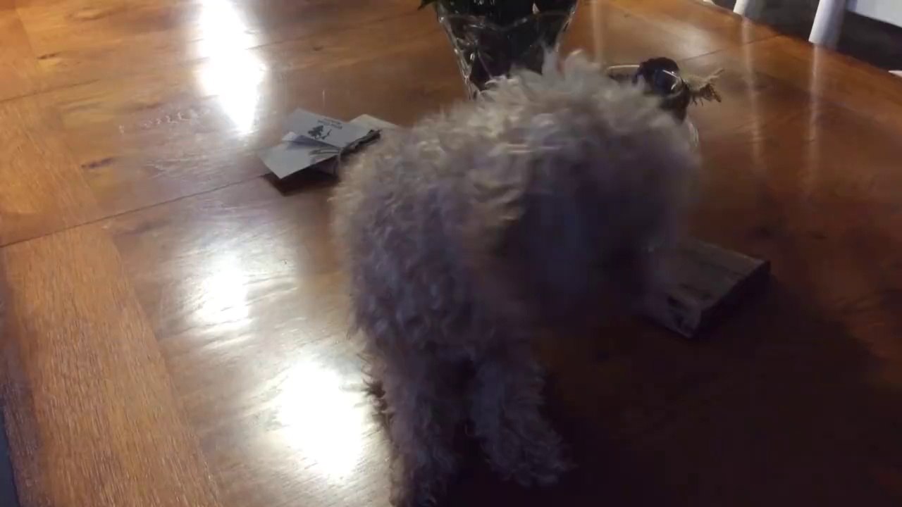 Dog walking on front legs in snow.