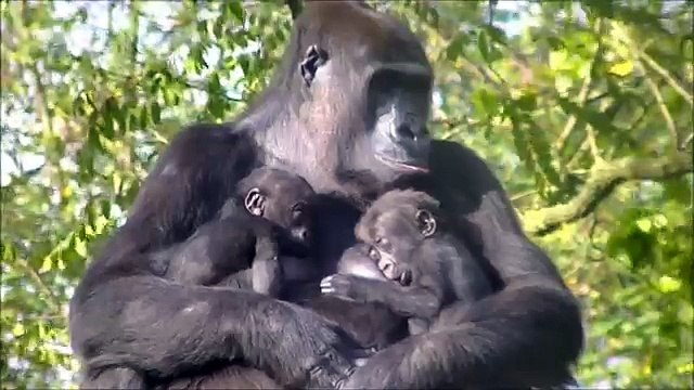 Due Gemelli per Mamma Gorilla: un evento RARO di una Dolcezza Infinita