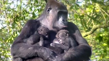 Due Gemelli per Mamma Gorilla: un evento RARO di una Dolcezza Infinita