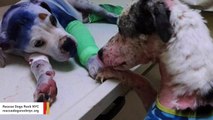 Shelter Dog Comforts Badly Injured Puppy In Beautiful Act Of Compassion