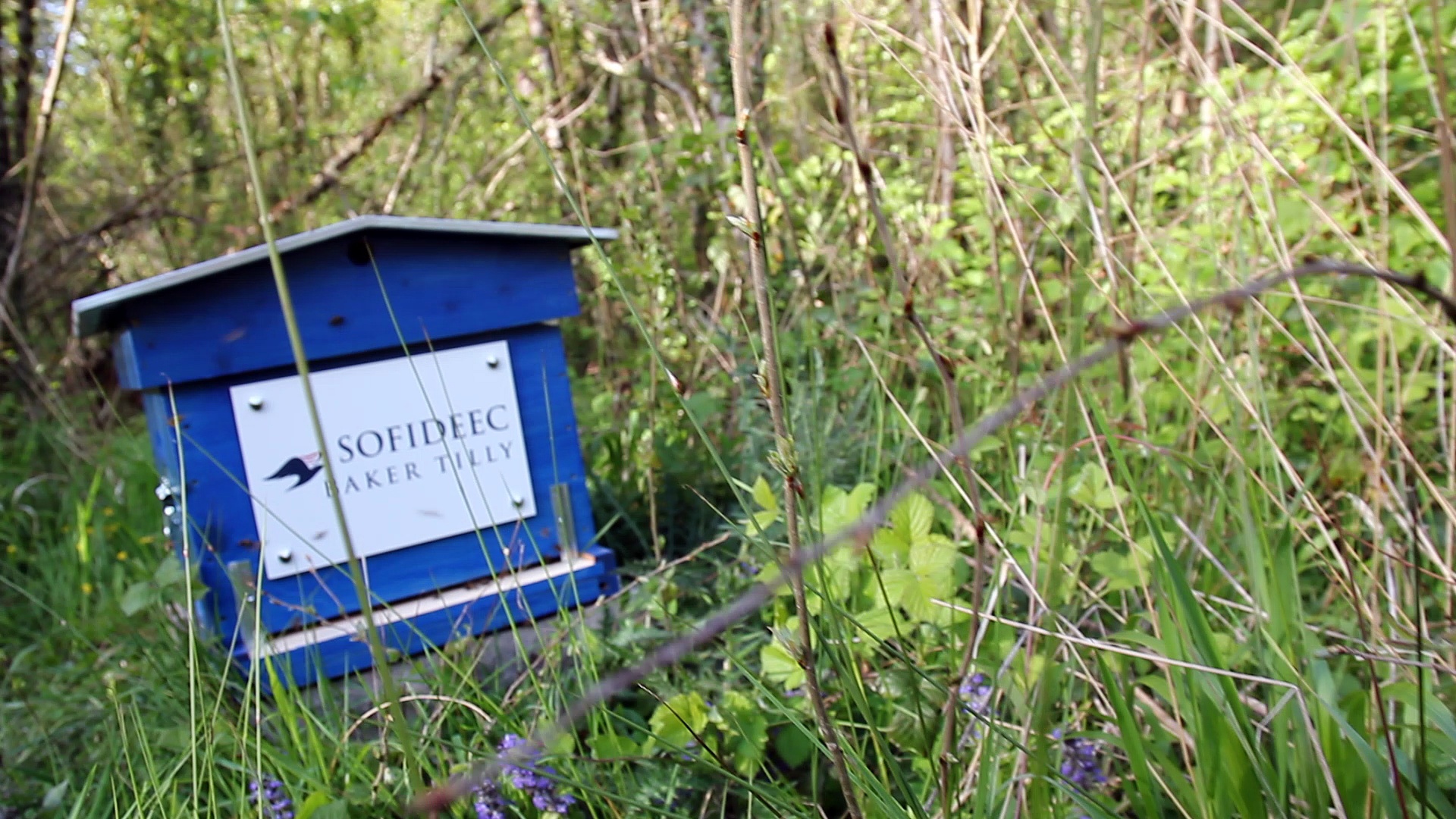 Installationdes  ruches Sofideec Baker Tilly