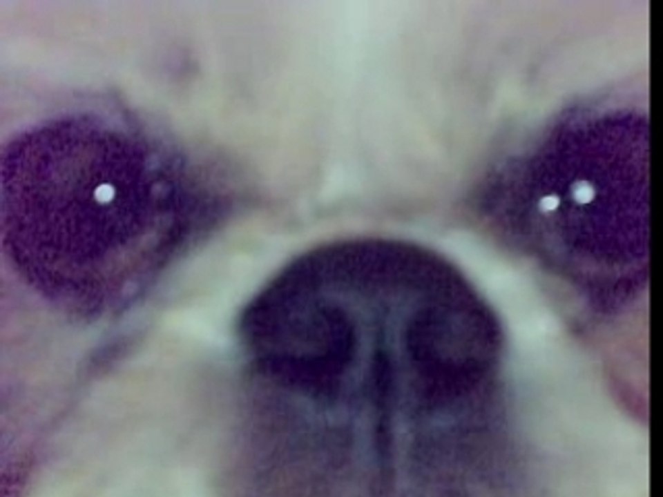 SUPERBE LHASSA APSO YEUX EXORBITES