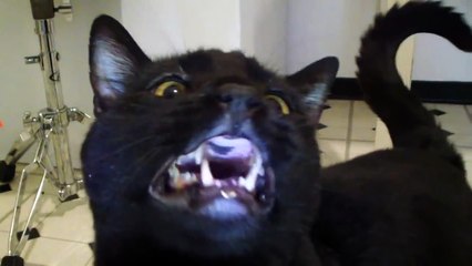 Talking Kitty Cat 27 - BACON!