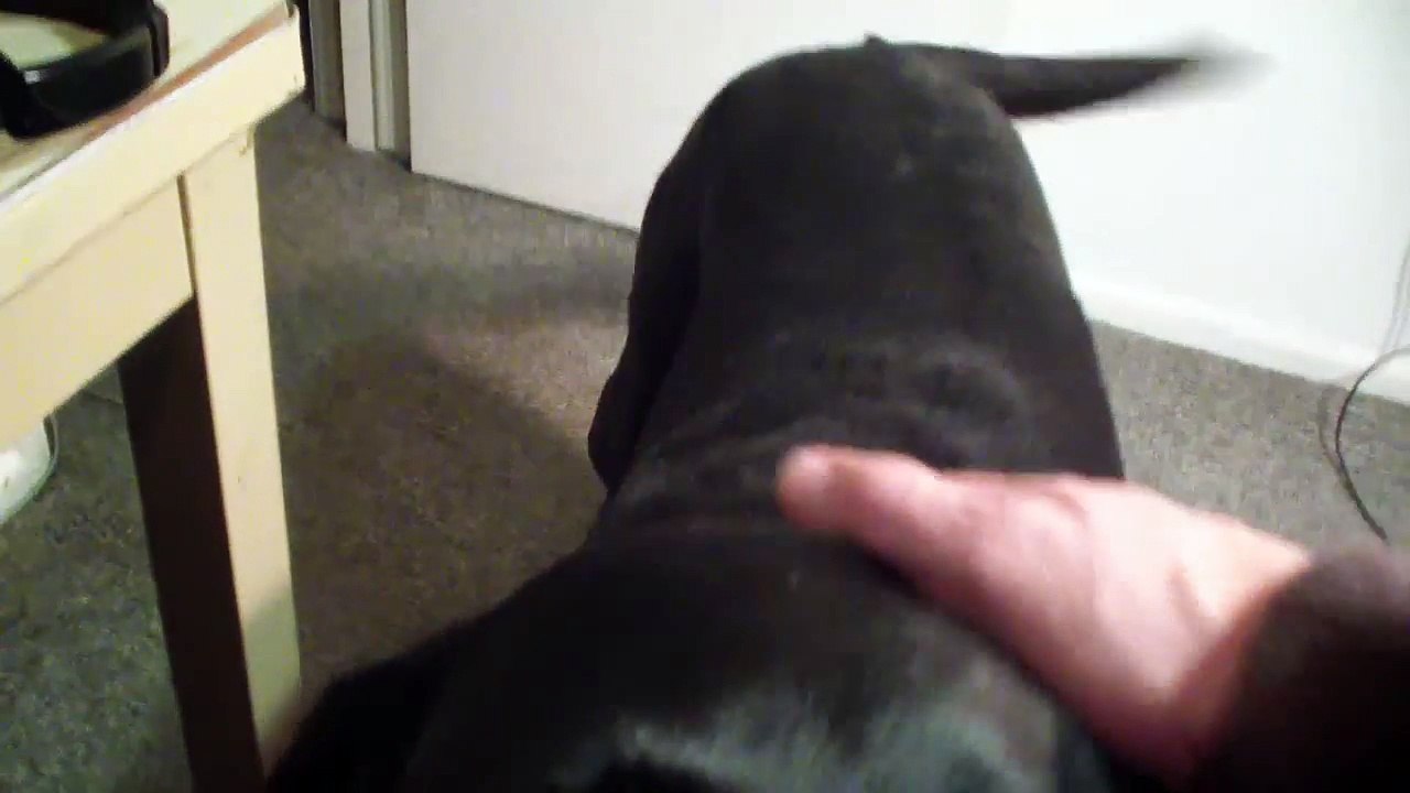 Talking Kitty Cat 26 - No Pets Allowed