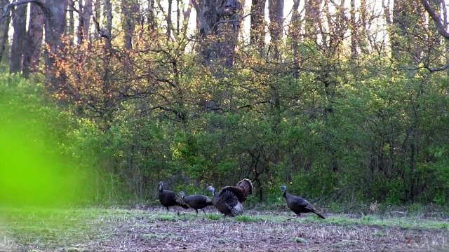 WILD TURKEY HUNTING | FIRST TURKEY | STRUTTING HEN CUTTING