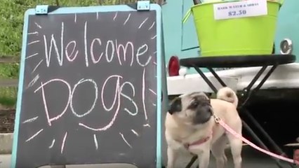 First Seattle food truck catering to dogs
