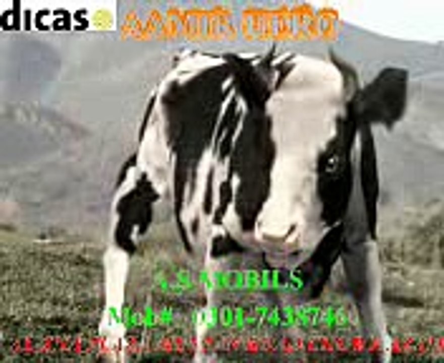 COW with wonderful fighting with a men
