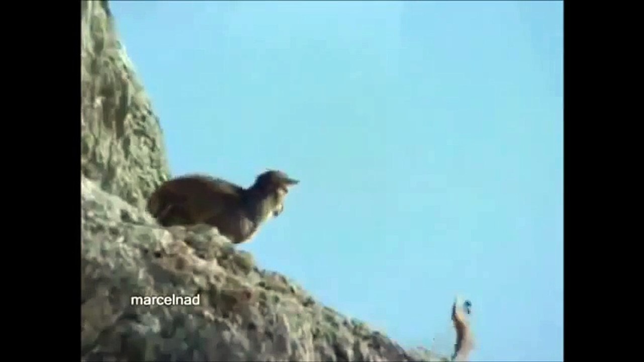 Eagle THUG LIFE.