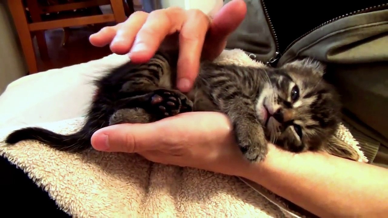 Hilarious Pet Clips 2016