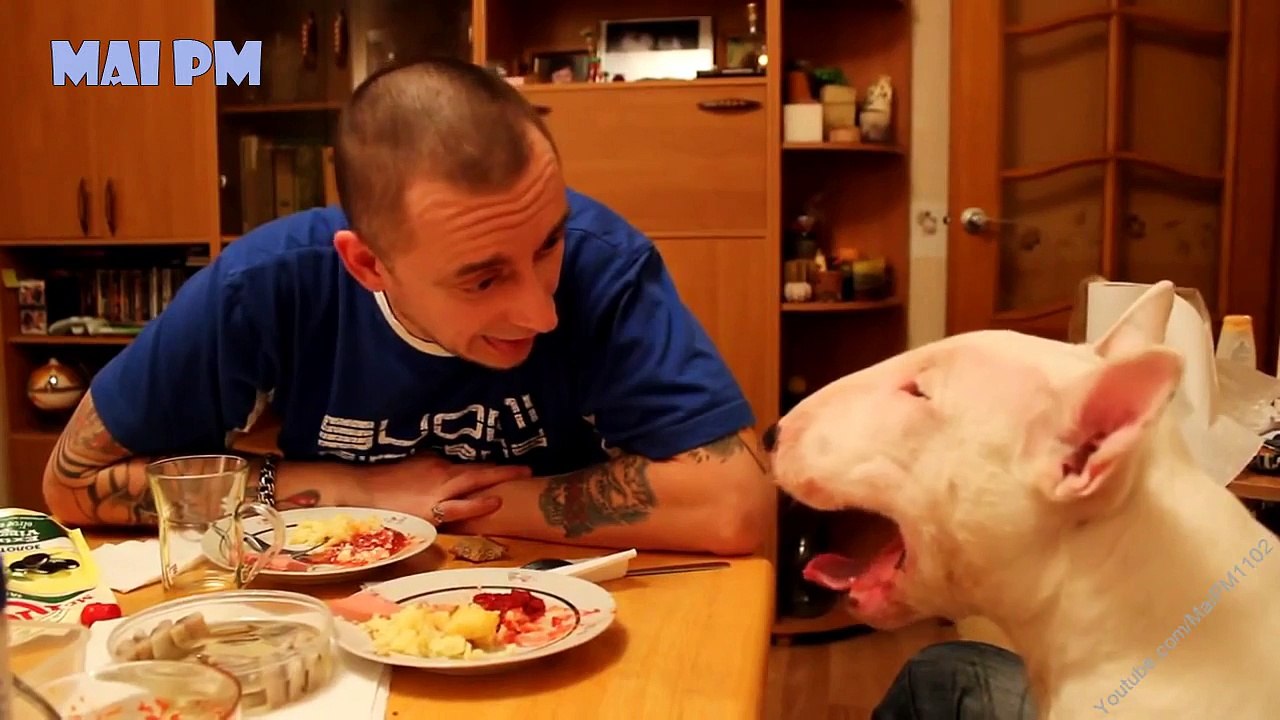 Ultimate Funny And Cute Bull Terrier Dog Vines
