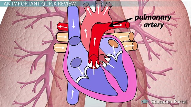 The Lungs and the Heart- One Affects the Other