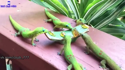 Best COUB. Подборка недели #67