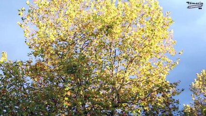 SCHUHE Herbst / Winter Trends 2014 / 2015 Get the Look / Tamaris Community TV