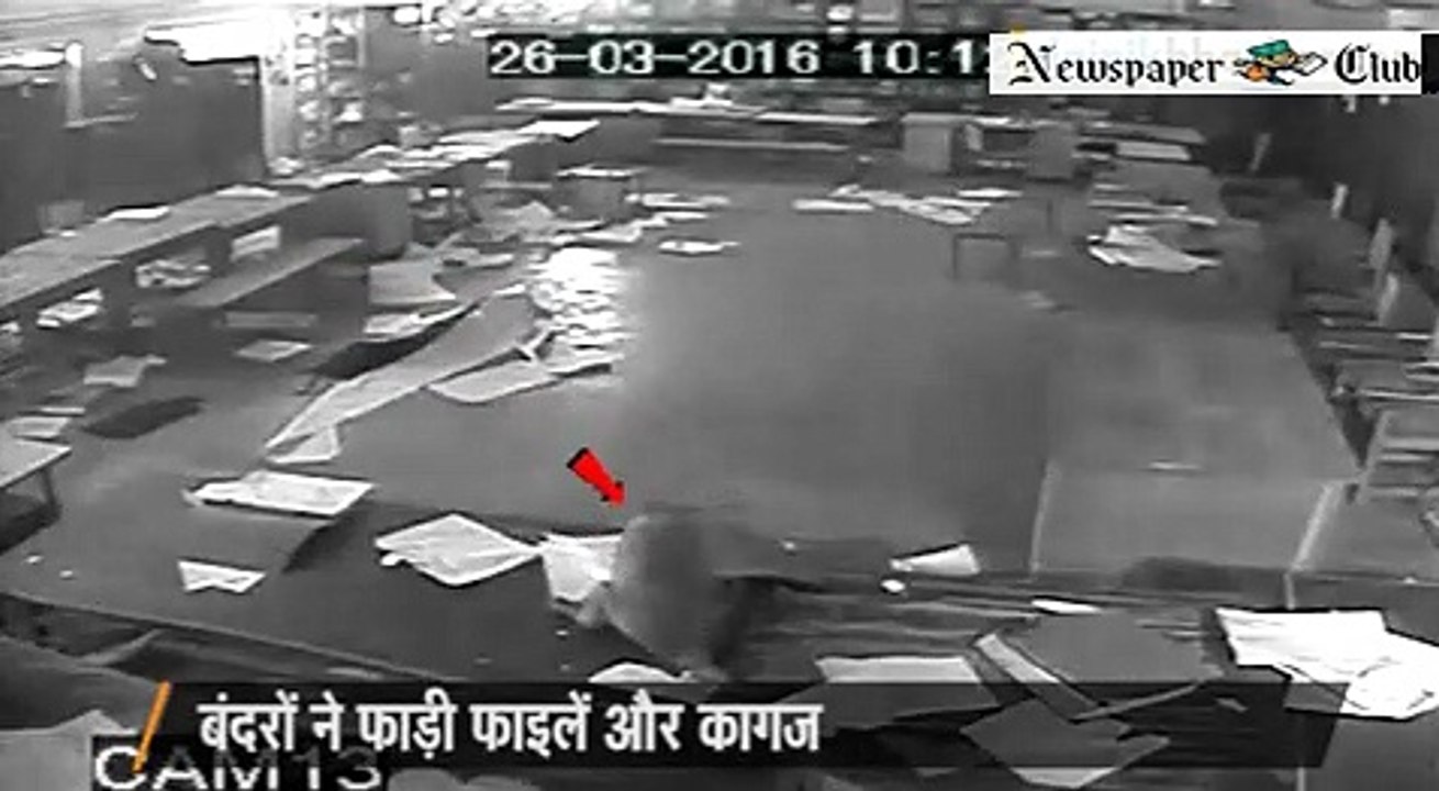 monkey terror, nagar nigam tax department, destroy file, gorakhpur, uttar pradesh