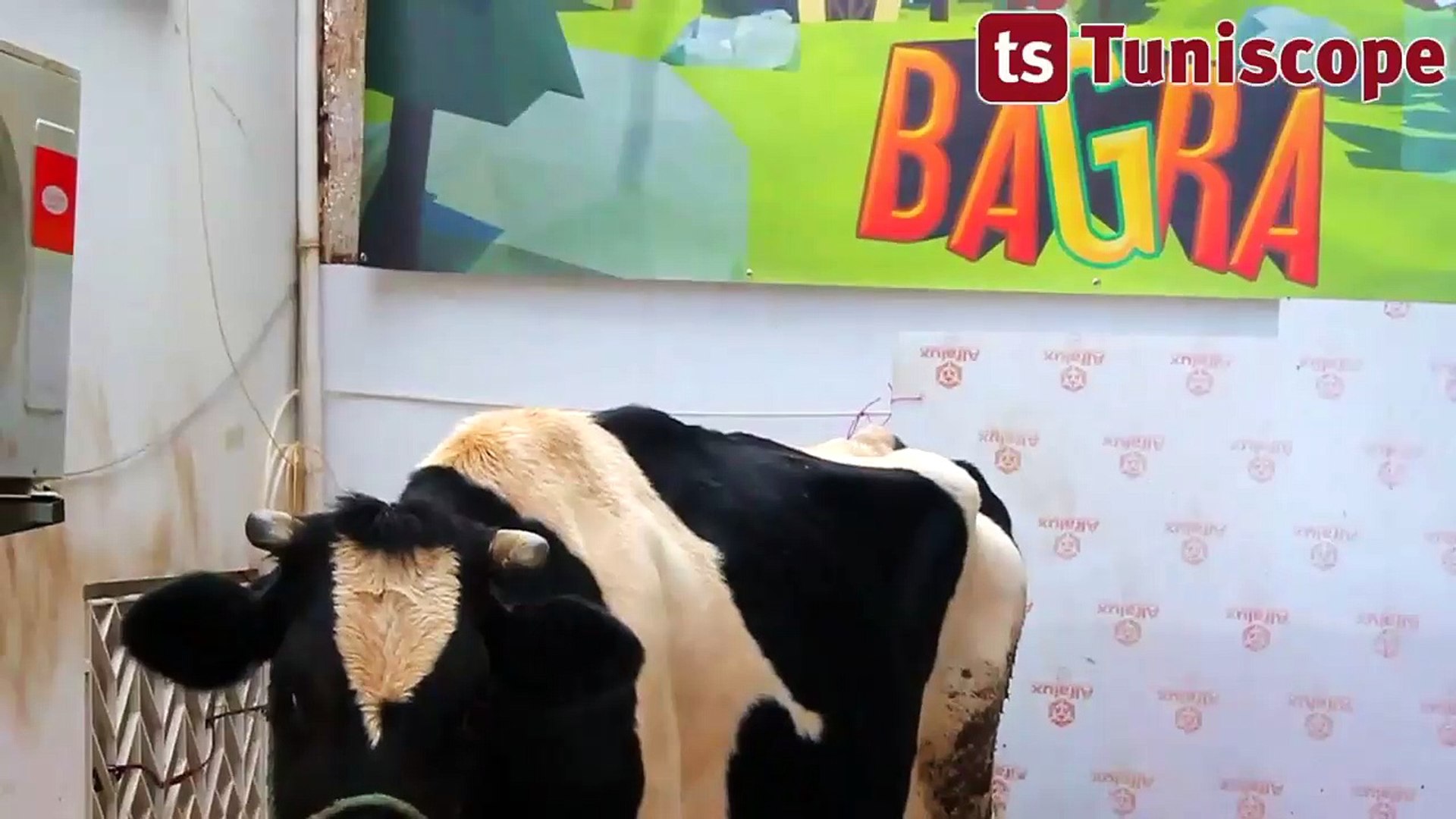 Геймеры из Туниса выиграли корову