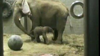Toledo Zoo Elephant Calf Clip #1
