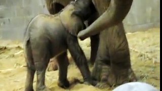 Toledo Zoo Elephant Calf Clip #5