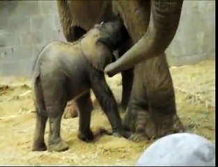 Toledo Zoo Elephant Calf Clip #5