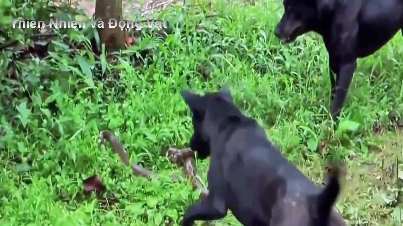 Chó đại chiến rắn hổ mang chúa đến chết- Dog vs Cobra Snake fight to death- Thiên nhiên và động vật -
