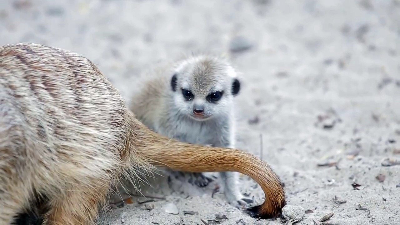 Meerkat Pups at the Toledo Zoo!