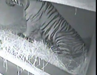 Newborn Amur Tiger Cubs at the Toledo Zoo
