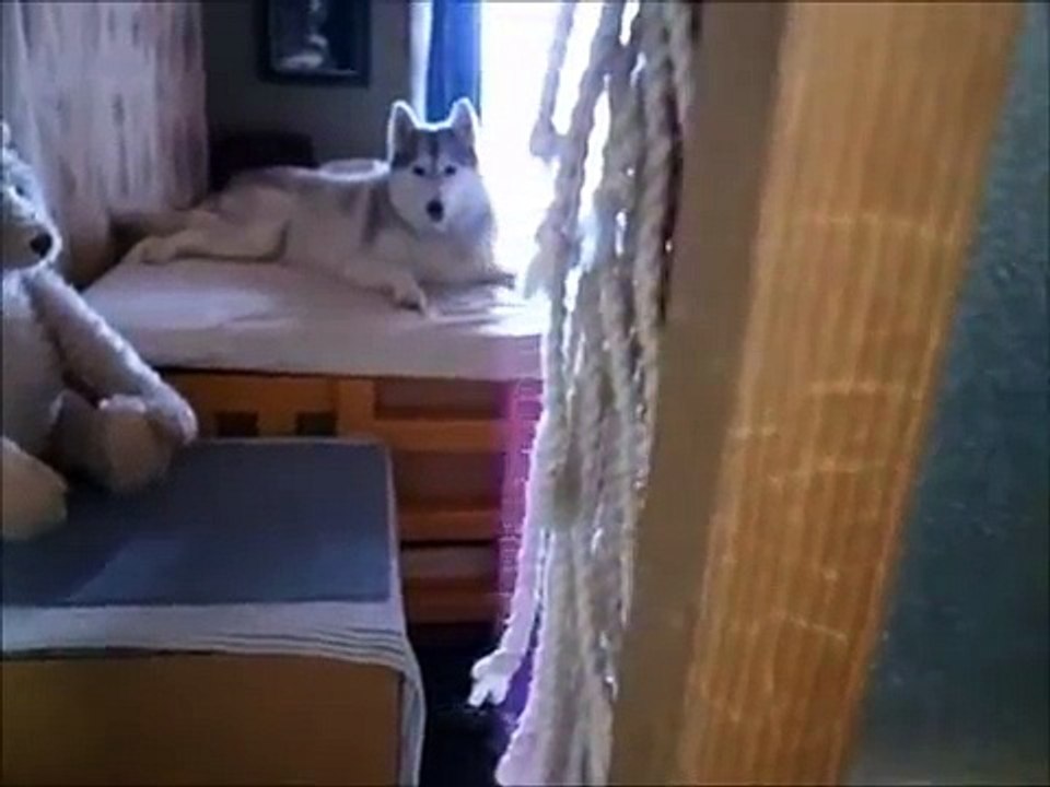 Dont angry Hana, siberian husky Hana