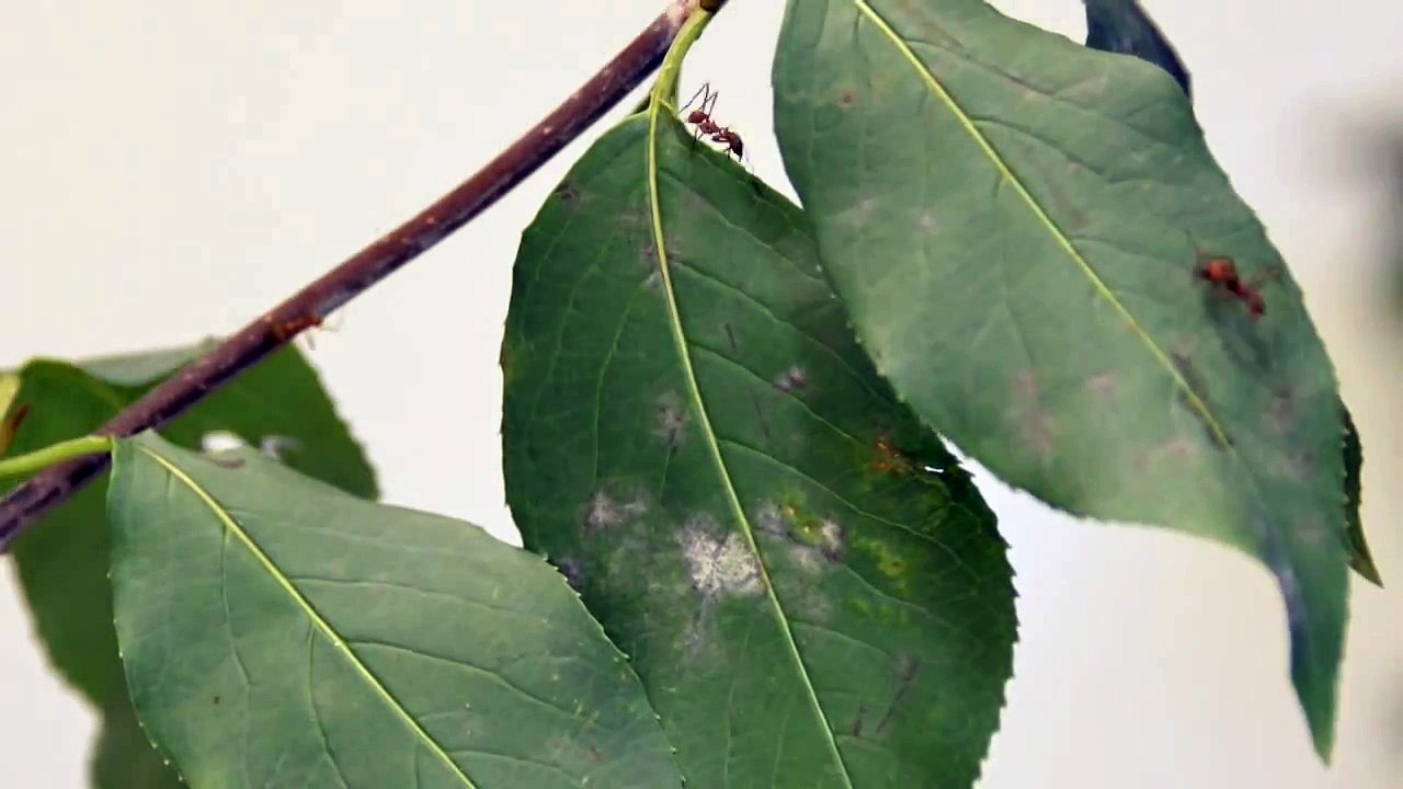 Leafcutter Ants Harvesting Plants (time lapse)