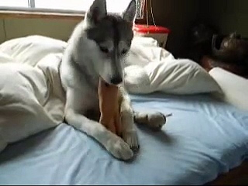 Happy time by Siberianhusky hana