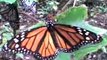 mariposas monarcas.. ,MICHOACAN