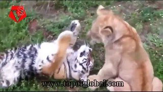 Lion Vs Tiger - Lion Vs Buffalo - Lion Vs Man - Lions