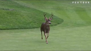 Deer on the course at the Nature Valley First Tee Open