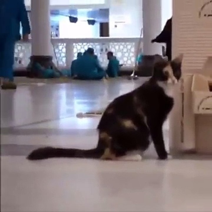 CAT  DRINKING ABB E ZAMAM