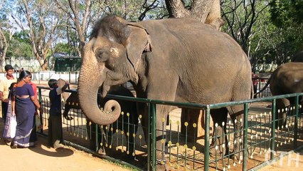 The Truth About {SOME} Zoos Argument Project