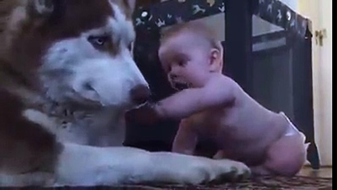 Dogyyyy