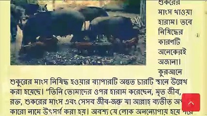 ইসলামে ধর্মে শুকরের মাংস খাওয়া কেন হারাম