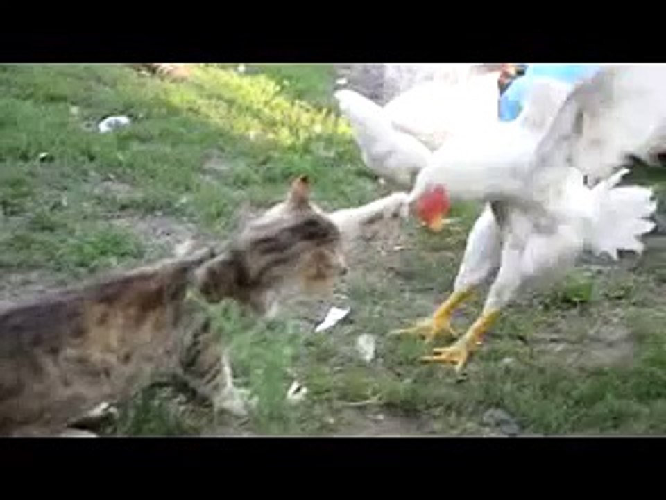 Приколы про котов сборник