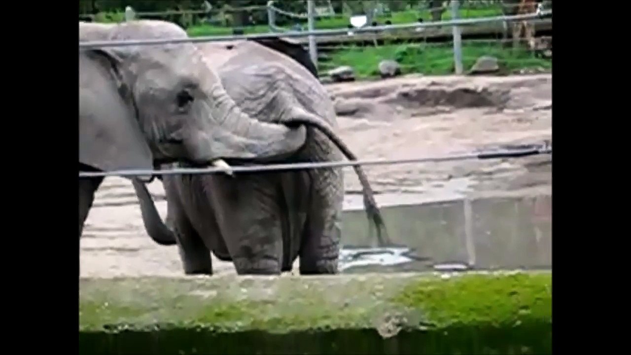 Animals Eat Poop (Equals 2 with Cowboy Boom) Gorillas and Elephants Love Poop