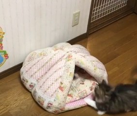 Ninja Kitty Tumbles and Plays