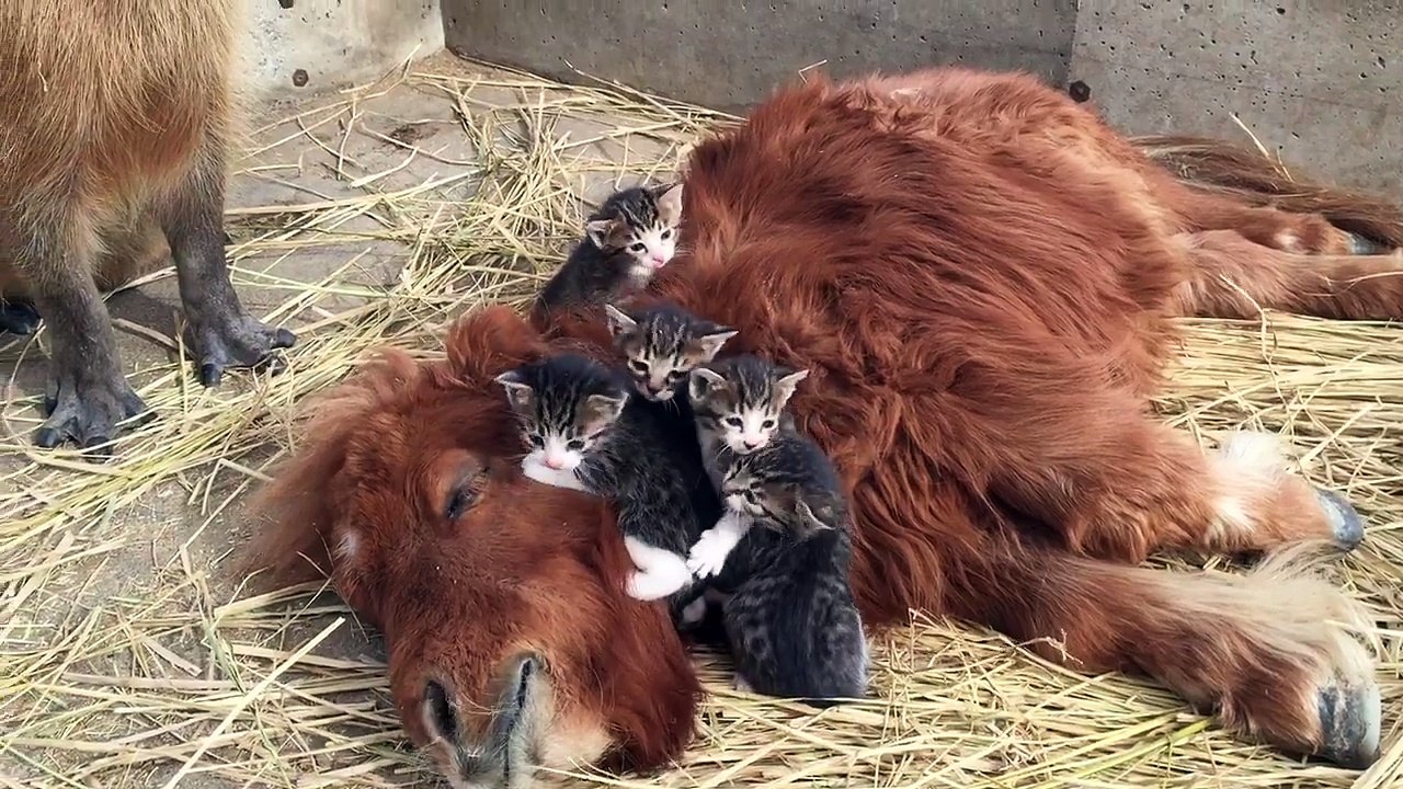 5 chatons sont allongés sur un mini-cheval et c’est super mignon. Maintenant regardez qui est derrière eux!
