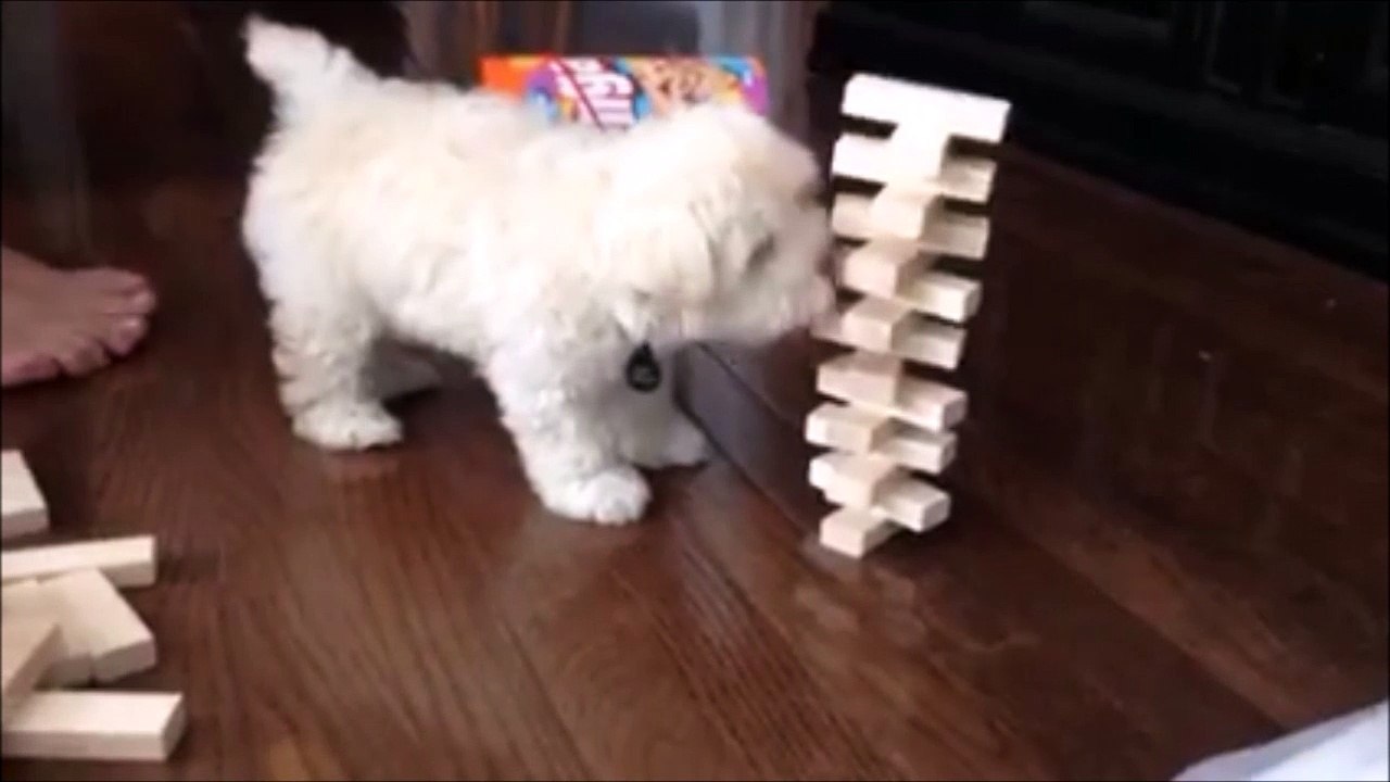 Ce chiot n'a pas compris le principe du jeu JENGA