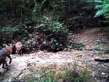 Fox cubs move into part of the badger sett - Week 29/8/2011