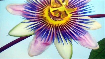 Entrevista a Nora Lanzieri escritora del libro 'Verso y anverso la vida es universo'