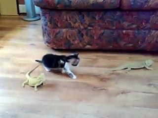 Kitten vs. Bearded Dragons