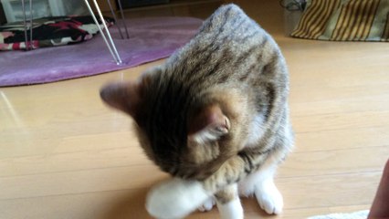 【funny cat ねこ&かわいい&おもしろ&癒し】（とらおうチャン）今日は雨が振りそうな予感がするぞな♪