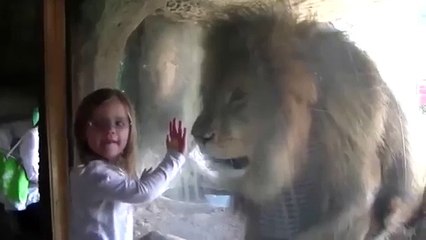 Little girl gets shock of her life after blowing lion a kiss