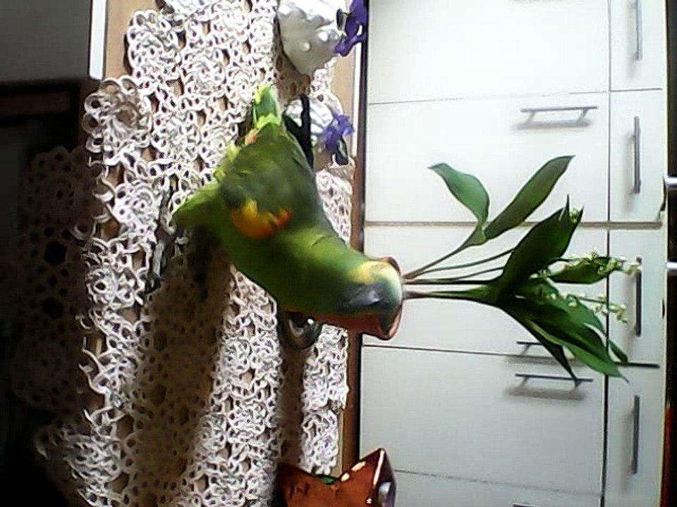 amazone a front bleu