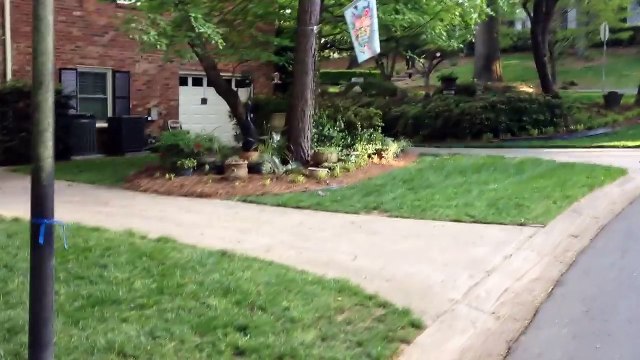 Squirrel with no hind legs does handstand to get around